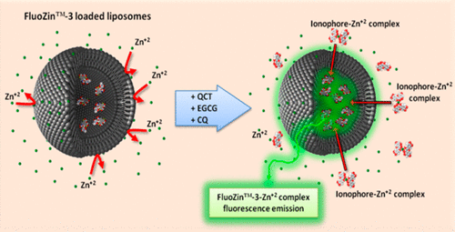 Zinc Ionophore Activity of Quercetin and Epigallocatechin-gallate (EGCG): From Hepa 1-6 Cells to a Liposome Model